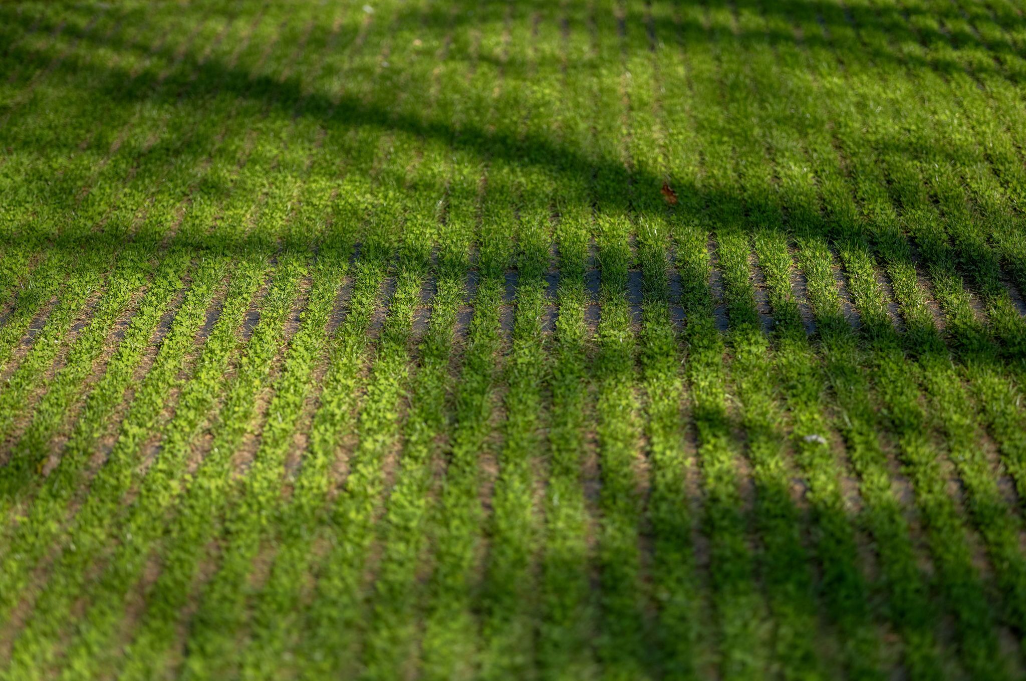 Dalle Grasslines Small Carreau